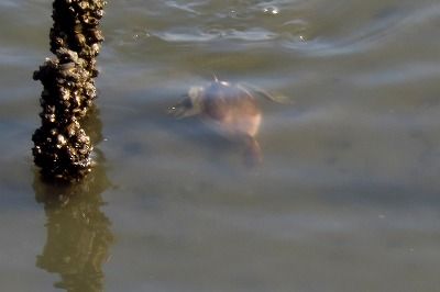 181127_カイツブリ_潮入り