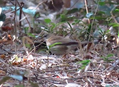 シロハラー190130－古沢