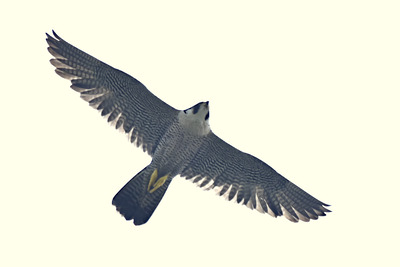 ハヤブサ_240521_東京港野鳥公園_前浜干潟_公財日本野鳥の会_レンジャー青木撮影