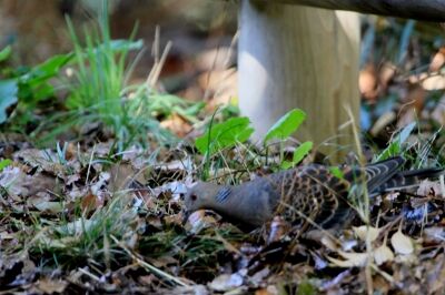 キジバト_240224_東京港野鳥公園_恩田幸昌_IMG_0363_trim