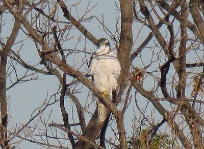 オオタカー190123－潮入りの池