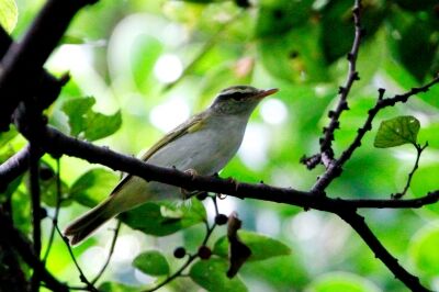センダイムシクイ_210831_東京港野鳥公園_恩田幸昌_MG_9075_trim