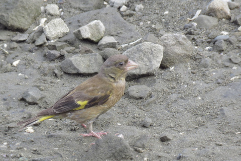 18.08.30 カワラヒラ 前浜干潟