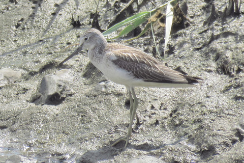 18.08.31 アオアシシギ