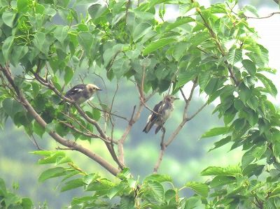 コムクドリー190721－東淡水池