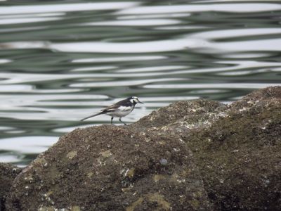 ハクセキレイ_採餌_190630_前浜干潟
