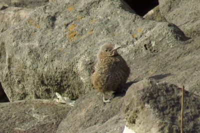 190125_イソヒヨドリ_前浜_古沢撮影