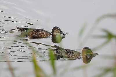 シマアジ_230928_東京港野鳥公園_恩田幸昌_MG_7696_trim