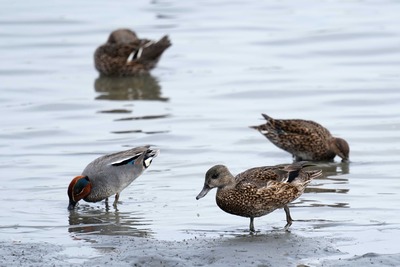 ヨシガモ_250328_東京港野鳥公園_潮入りの池_公財日本野鳥の会_レンジャー青木撮影