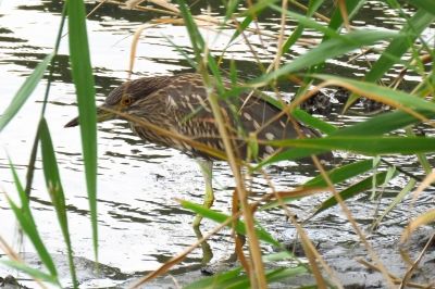 ゴイサギ_190821_潮入りの池