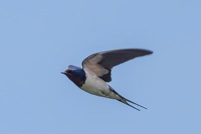 DSC_9728-DeNoiseAI-standard