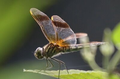 IMG_1761（トリミング）