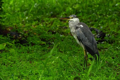 アオサギ_240623_東京港野鳥公園_3号観察小屋_公財日本野鳥の会_レンジャー青木撮影2