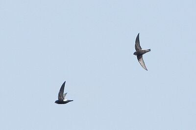 ヒメアマツバメ_231021_東京港野鳥公園_恩田幸昌_MG_8827_trim