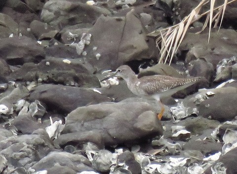 アカアシシギー180920－潮入りの池