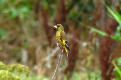 カワラヒワ_190622_前浜干潟