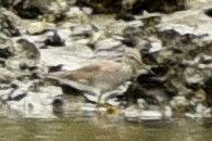 キアシシギ_20200716_東京港野鳥公園_レンジャー撮影