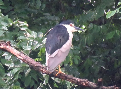 ゴイサギー180620-潮入りの池