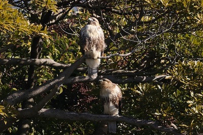 のすり0P4A6093鳥