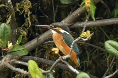 カワセミ_20200724_東京港野鳥公園_レンジャー撮影