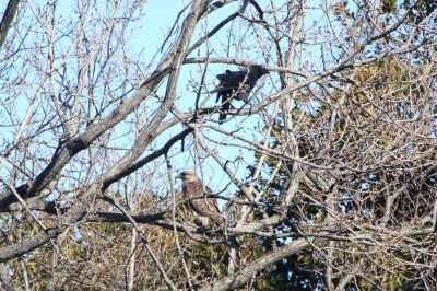 ノスリ_240227_東京港野鳥公園_恩田幸昌_IMG_0393_trim