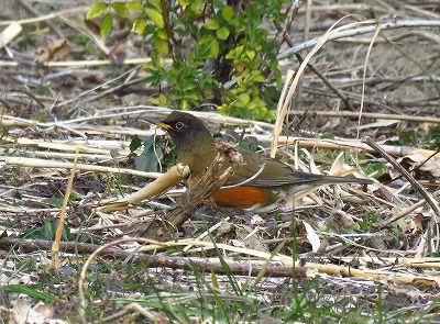 アカハラー190130－長縄