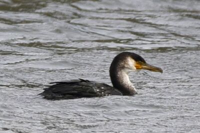 ウミウ_20201120_東京港野鳥公園_レンジャー青木撮影3