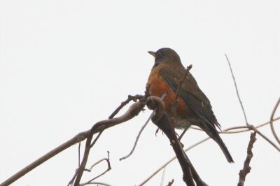 アカハラ_240326_東京港野鳥公園_恩田幸昌_IMG_1192_trim