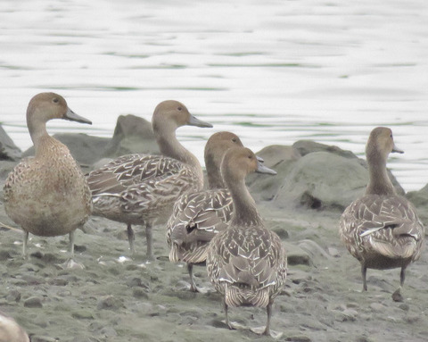 2018.09.26 オナガガモ_01