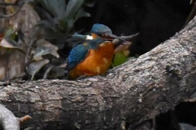 カワセミ_200122_潮入りの池