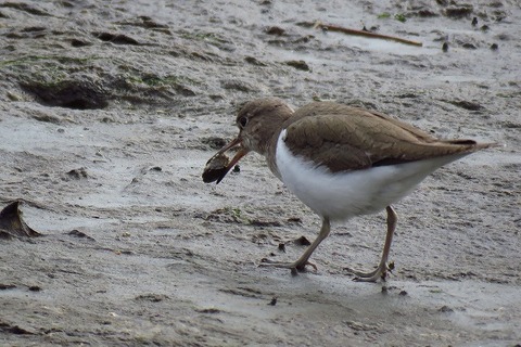 イソシギ①_200319_東京港野鳥公園