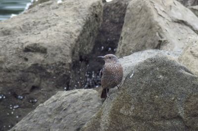 190331_イソヒヨドリ_前浜_青木撮影