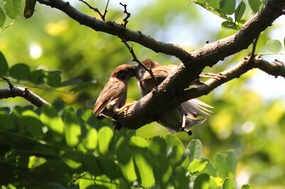 スズメヒナへの給餌_200620_自然生態園