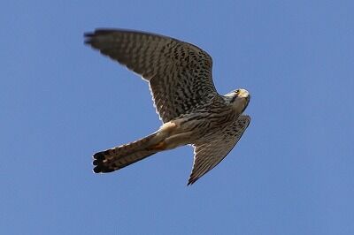 長元坊0P4A7739鳥