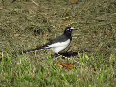セグロセキレイー191023-ミニ生態園