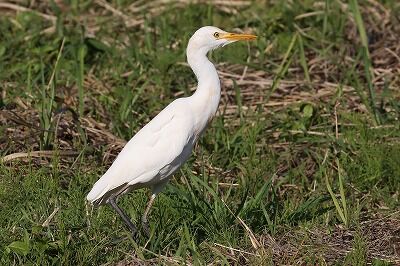 アマサギIMG_1147（トリミング）