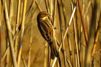オオジュリン_200130_2号観察小屋
