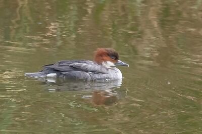 DSC_8285-DeNoiseAI-standard