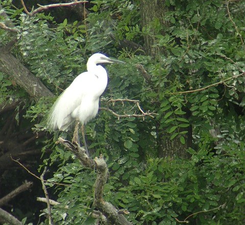 Egret