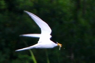 コアジサシ_230521_東京港野鳥公園_恩田幸昌_MG_0905_trim