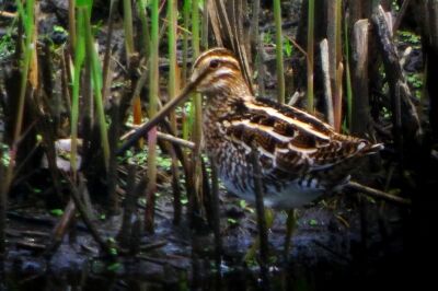 タシギ_20200623_東京港野鳥公園_恩田幸昌_P1420861_trim