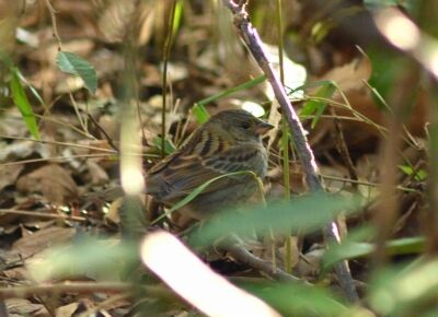 クロジー200121－3号観察小屋前 (1)