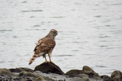 190323_オオタカ_潮入りの池_青木撮影(2)