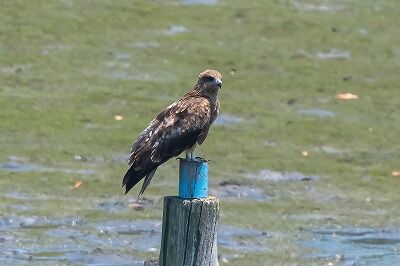 DSC_0368-DeNoiseAI-standard