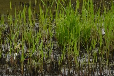 セイタカシギ_20200619_東京港野鳥公園_レンジャー撮影(2)