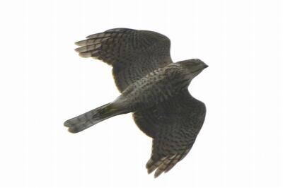 ツミ_20200827_東京港野鳥公園_レンジャー撮影 (2)