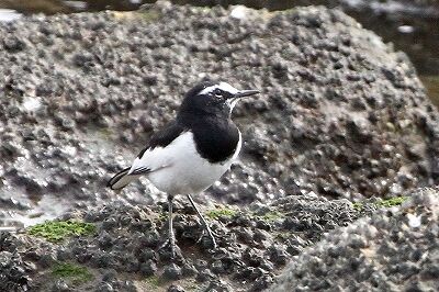 セグロセキレイ_231025_東京港野鳥公園_恩田幸昌_MG_9087_trim