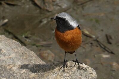 尉ひたき0P4A4958鳥