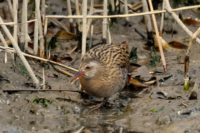 クイナ_250220_東京港野鳥公園_潮入りの池_公財日本野鳥の会_レンジャー青木撮影