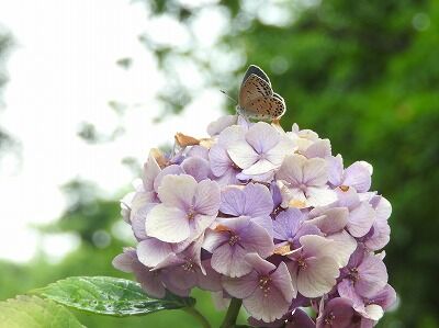 ヤマトシジミ♀_210616_東京港野鳥公園_自然生態園_植阪撮影 (1)
